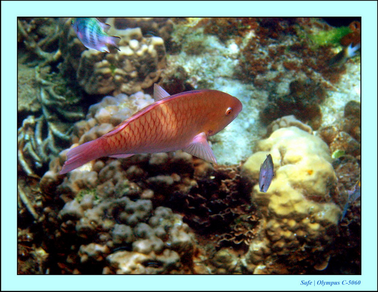 2005 - 08 - Redang  - 224.JPG